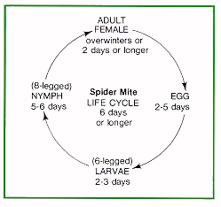 Spider mite life cycle