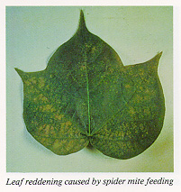 Leaf reddening caused by spider mite feeding