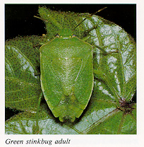 Green stinkbug adult