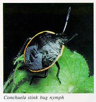 Conchuela stink bug nymph