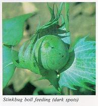 Stinkbug feeding