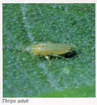 Thrips adult