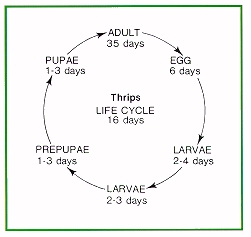 Thrips life cycle