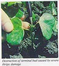 Severe thrips damage