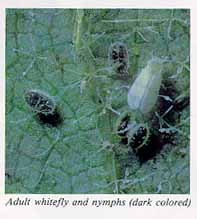Adult whitefly and nymphs
