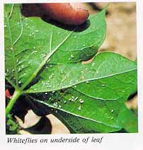 Whiteflies on underside of leaf