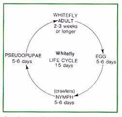 Whitefly life cycle