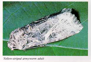 Yellow-striped armyworm adult