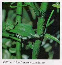 Yellow-striped armyworm larva