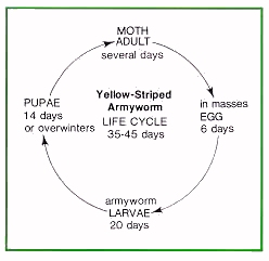 Yellow-striped armyworm life cycle