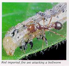 Red impoted fire ant attacking a bollworm