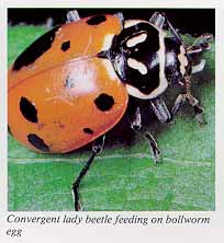 Convergent lady beetle feeding