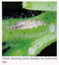 Green lacewing larva feeding