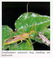 Leafhopper assassin bug feeding on bollworm