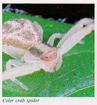 Celer crab spider