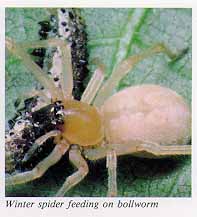 Winter spider feeding on bollworm