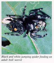 Black and white jumping spider feeding