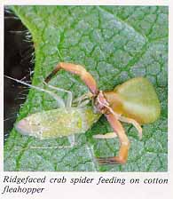 Ridgefaced crab spider feeding