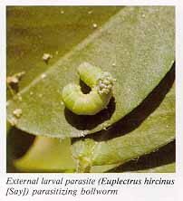 External larva parasite