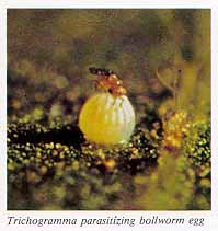 Trichogramma parasitizing bollworm egg