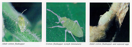Cotton fleahopper - adult, nymph and eggs