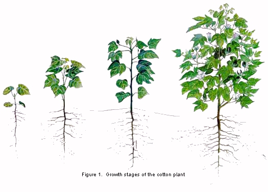Figure 1. Growth stages of the cotton plant