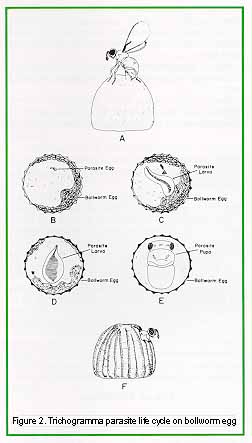 Figure 2. Trichogramma parasite life cycle on bollworm egg