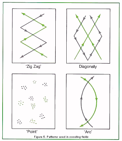 Figure 5. Patterns used in scouting fields