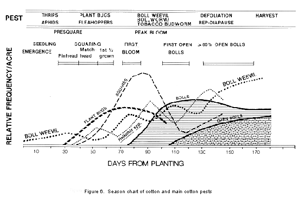 Figure 6. Season chart of cotton and main cotton pests