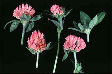 Red clover