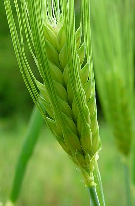 Barley (Hordeum vulgare)