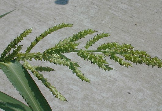 Panicle of Floral Racemes