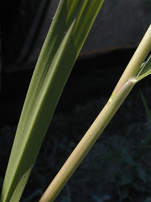 Close-up of Sheath & Leaf
