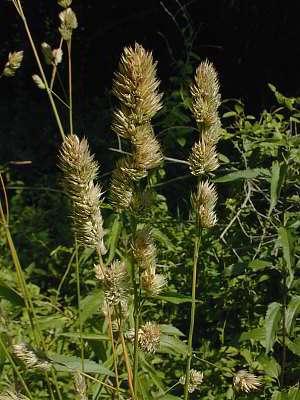 Panicles of Spikelets