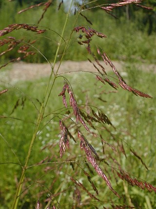 Panicle of Spikelets