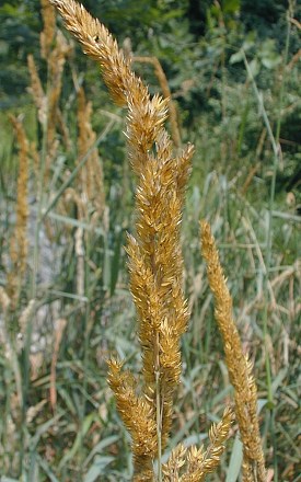 Panicle of Spikelets