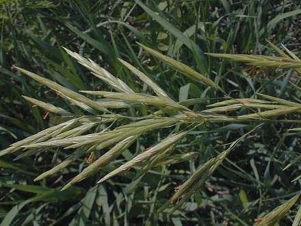 Panicle of Floral Spikelets