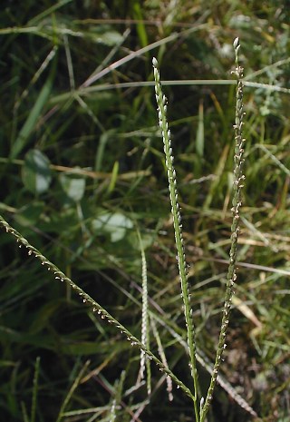 Inflorescence of Smooth Crabgrass