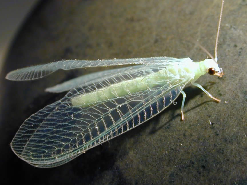 http://www.soilcropandmore.info/crops/Insects/Natural_Enemies/Green_Lacewings/green%20lacewing01.jpg