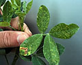 Foliar symptoms of TSWV