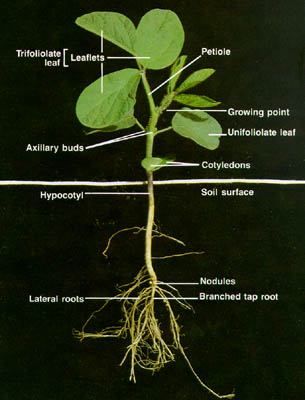 Color Photo of a Soybean Plant