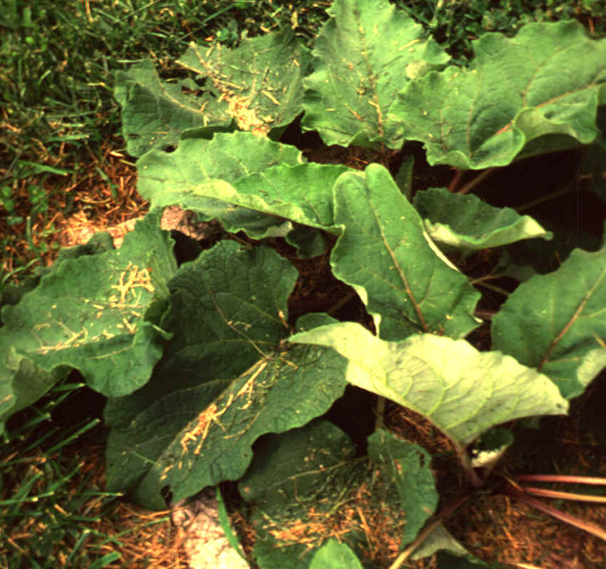 Burdock1.bmp (2033358 bytes)