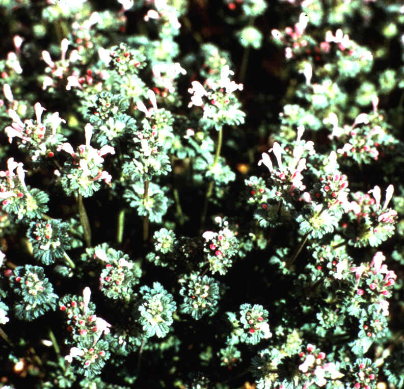 Henbit1.bmp (1815994 bytes)