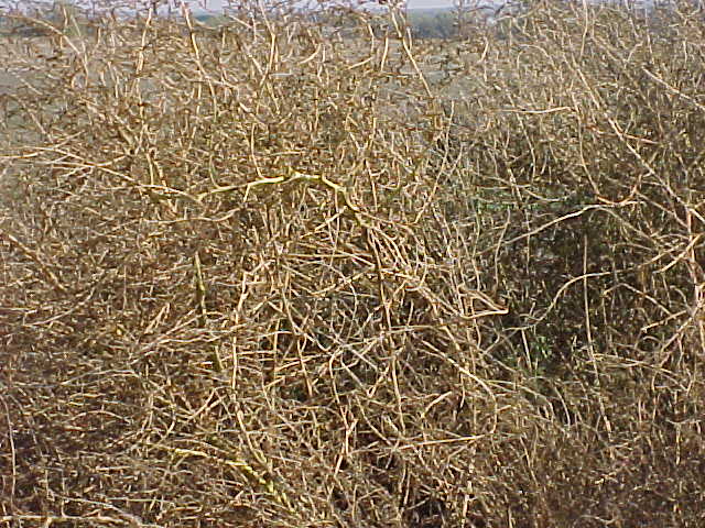 Kochia in its mature bushy state.jpg (85232 bytes)