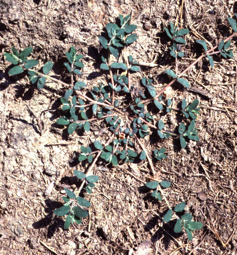 Pspurge2.bmp (2025434 bytes)