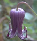 Purple Leatherflower