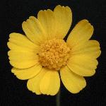 Plains Yellow Daisy
