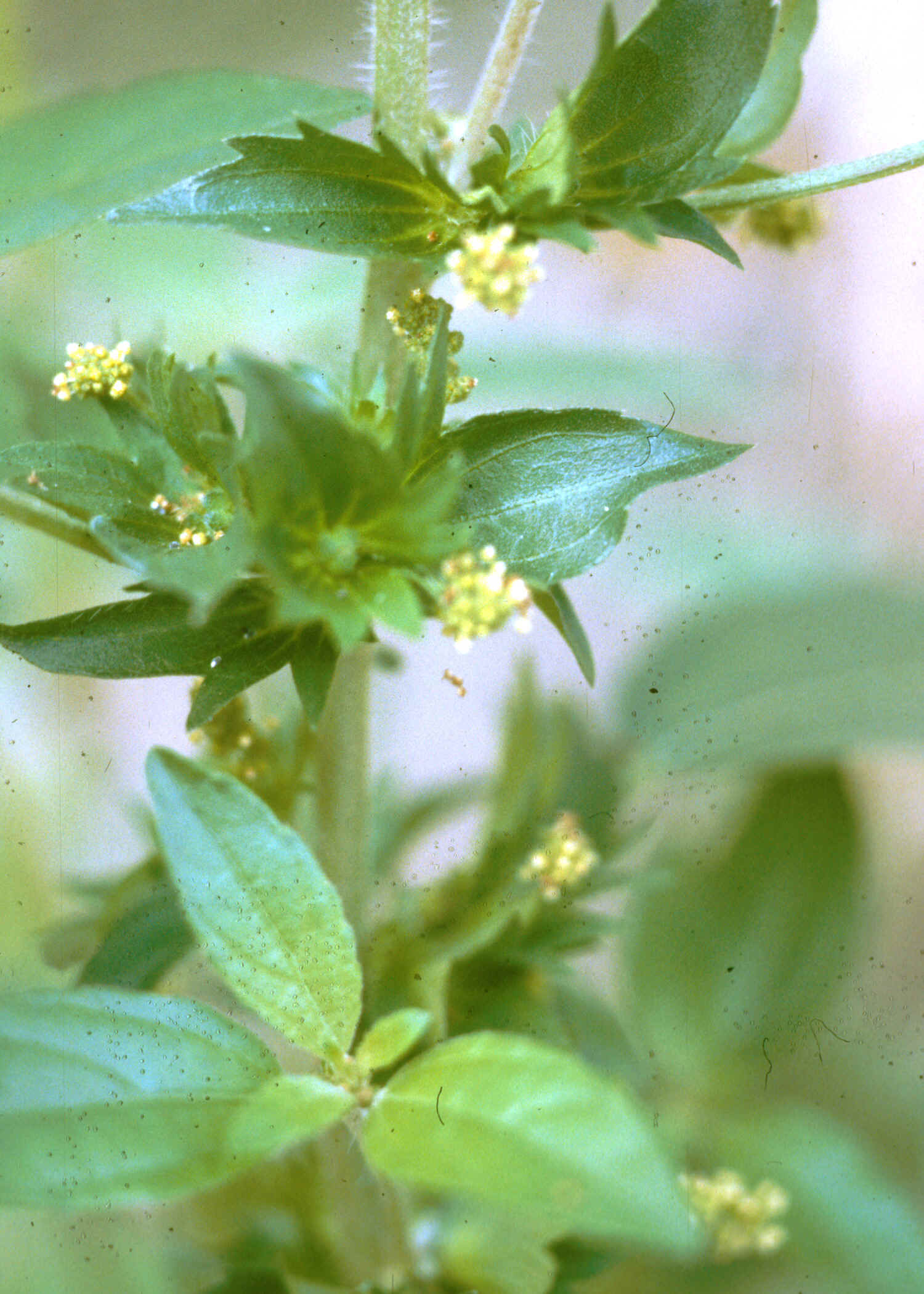 Vcopperleaf3.jpg (984643 bytes)