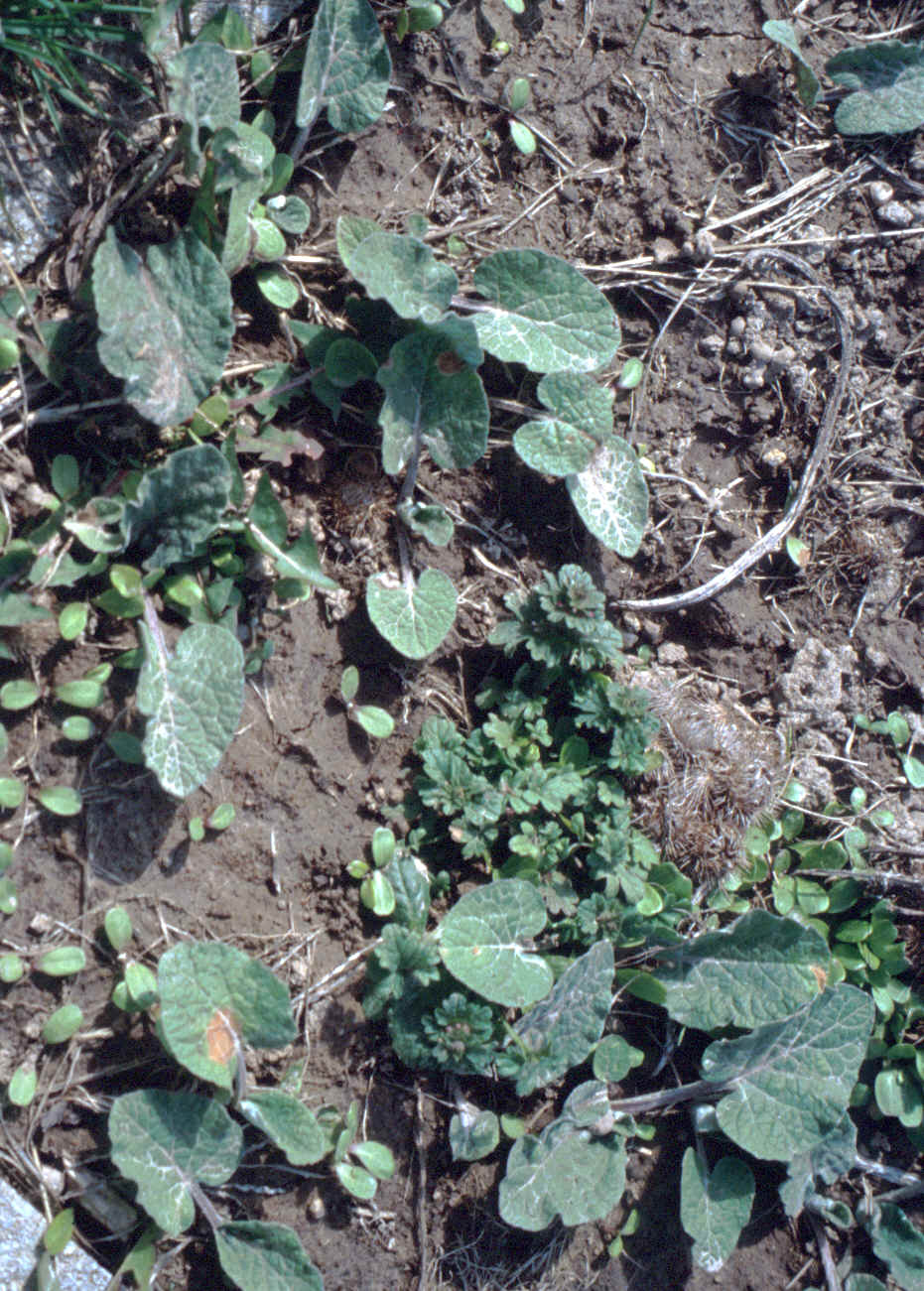 burdock13.bmp (3637650 bytes)