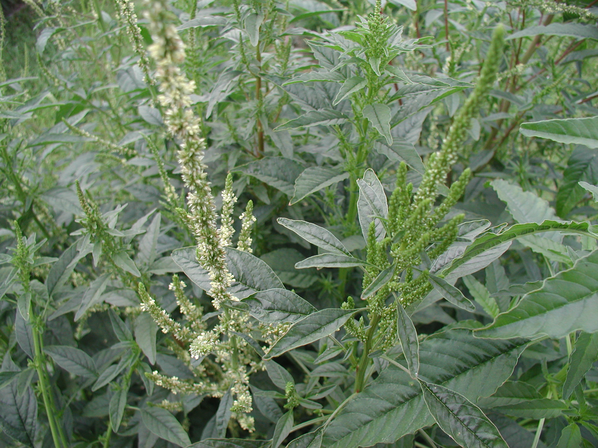 Water Hemp